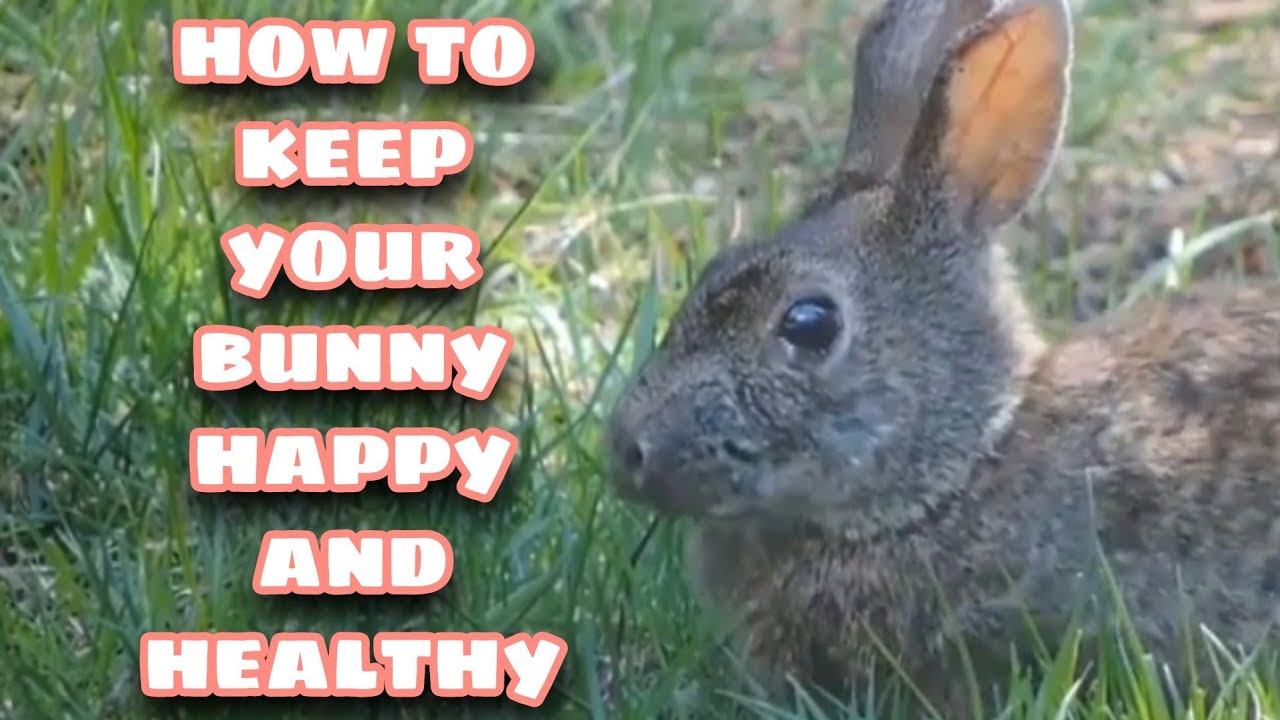 Healthy Rabbitry How to Keep your Bunny Happy and Healthy-Rabbit Farming Facts and Care ...