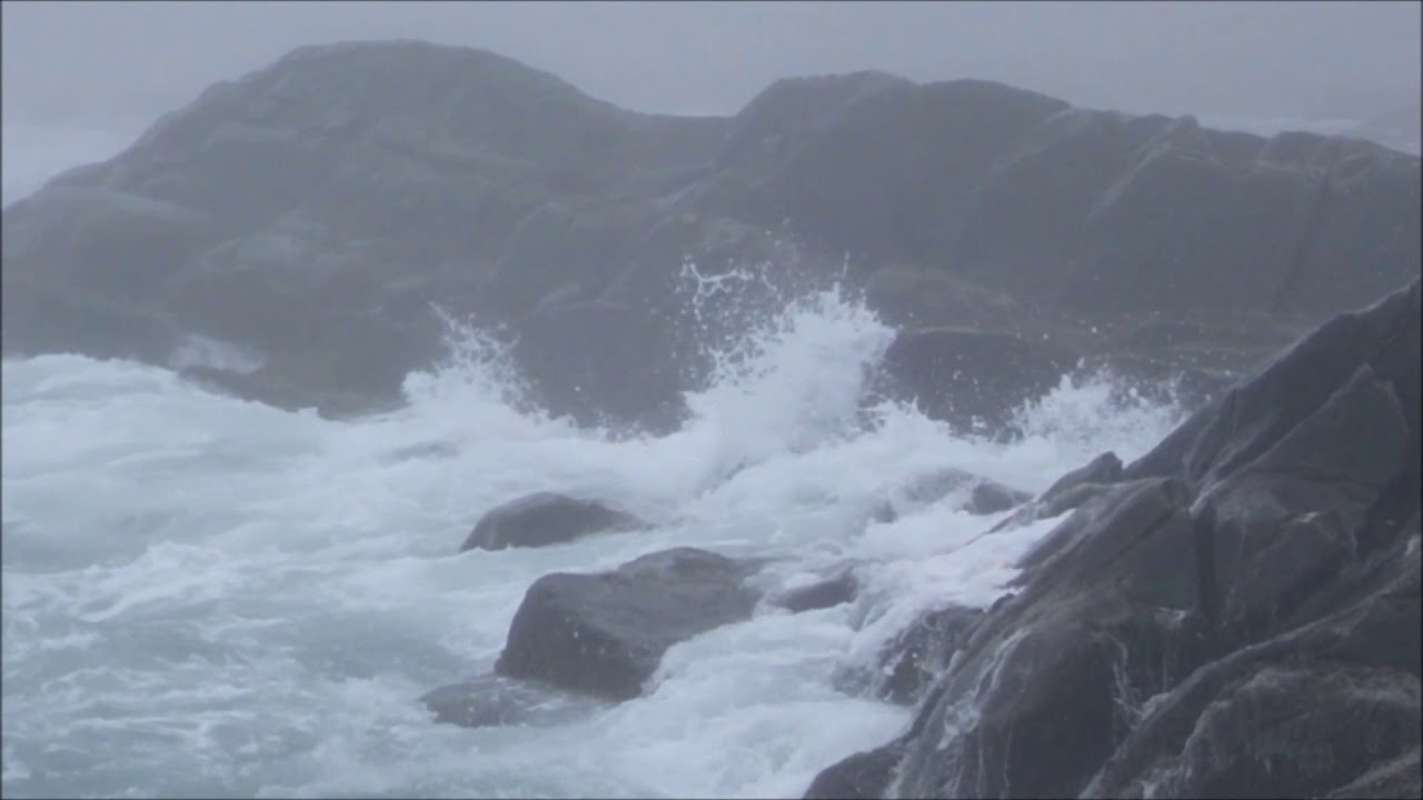 Mesh scourers measuring mussel recruitment in Tor Bay Provincial Park