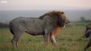 Lion Trapped by Clan of Hyenas Dynasties BBC Earth 1080 (off)