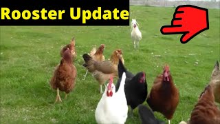 Rooster update and garden walk through