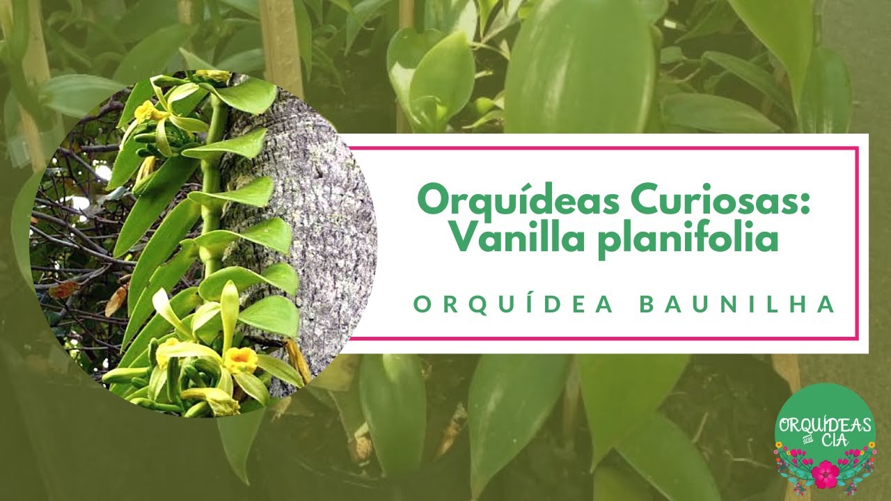 Orquídeas Curiosas: Orquídea baunilha (Vanilla planifolia) - thptnganamst.edu.vn