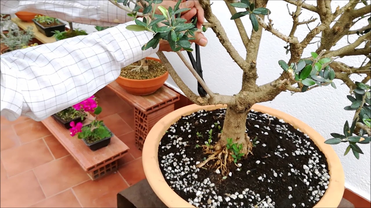 Presentacion y anailsis de diseño de un bonsai