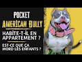 Le pocket american bully lanimal de compagnie familial ultimatum