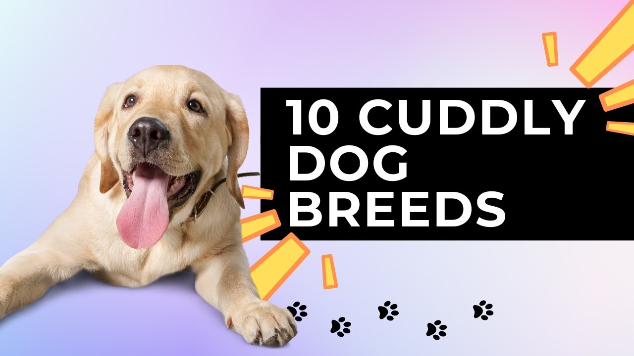 10 Affectionate Dog Breeds