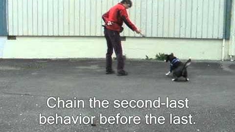 Back chaining 4 Behaviors with Clicker Training