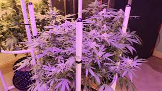 Week 7 of flower with nakedfarmer420