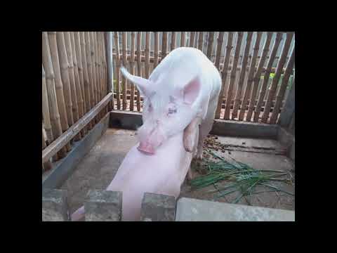 ভিডিও: কিভাবে Piglet প্রজনন