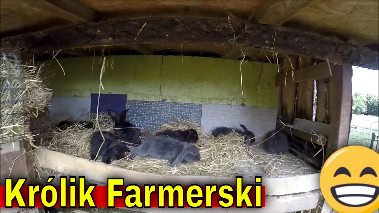 Króliki na kotlety, odchów zewnętrzny krok po kroku.