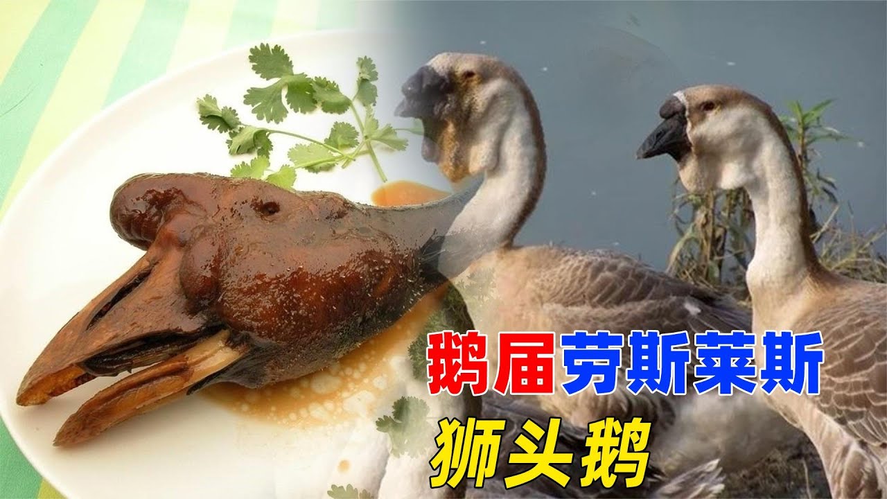 狮头鹅号称鹅界“天花板”,一只鹅头卖价几万元,为什么没人敢养 - YouTube