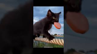 TRANING FOR FUTURE😎 #cat #cool #amazing #balance #shortvideo #viral #fyp