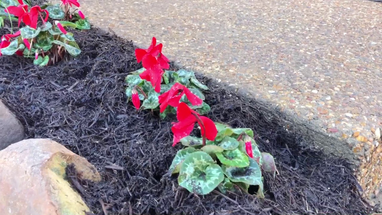 The Best Trees and Shrubs to Plant in Winter YouTube