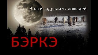Волки задрали 12 лошадей в Южной Якутии. Волки задрали 12 лошадей в Южной Якутии.