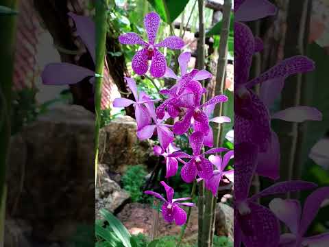 Нонг Нуч, Сад орхидей, Pattaya, Thailand