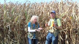 Mr. Peacock and Friends Hidden Treasures  Promo