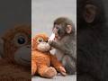Baby Monkey Shares His Apple With His Stuffed Friend — He Has No Idea It's Not Real 🥺🍎#punch monkey