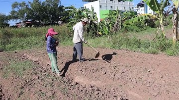 How to Grow Cassava to Fast Harvesting and Most Yield - Easy and Effective - Agriculture Technology