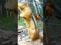 Chippy gets Clumpted by Flying Bird!
