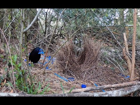 Satin Bower Bird's Courtship Dance