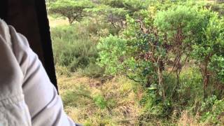 Alpha Male of Inkwenkwezi Game Reserve