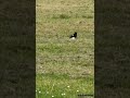 Magpie Bird Eats Fledgling Starling Bird