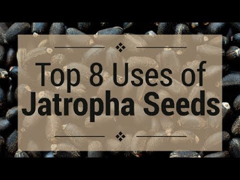 Top 8 Amazing Uses of Jatropha Seeds