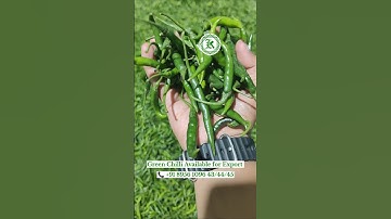 Green Chilli Available for Export#shorts #greenchilli #readytoexport #apmc #dubaimarket #nashikonion