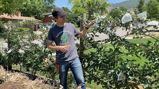 Belgian Fence Espalier 9 Apple Trees In 20 Feet