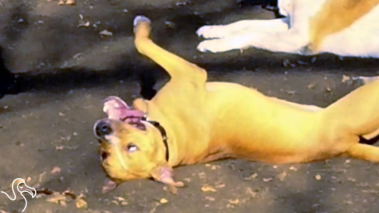 How to Read Your Dog's Emotions