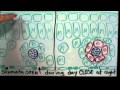 C3 C4 CAM Plants & Photorespiration