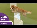 The Gundogs put on a Banging Display at Crufts 2018