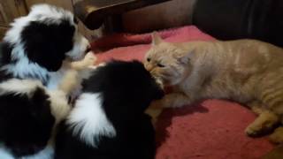 Bearded Collie puppies & cat