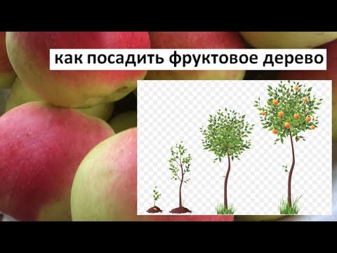 Как правильно посадить фруктовое дерево