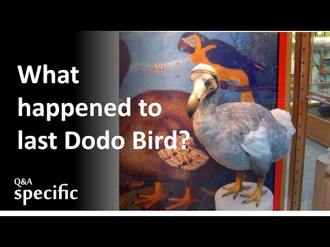 What happened to the last Dodo Bird?