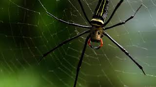 公與母人面蜘蛛 Male and female Giant Wood Spider