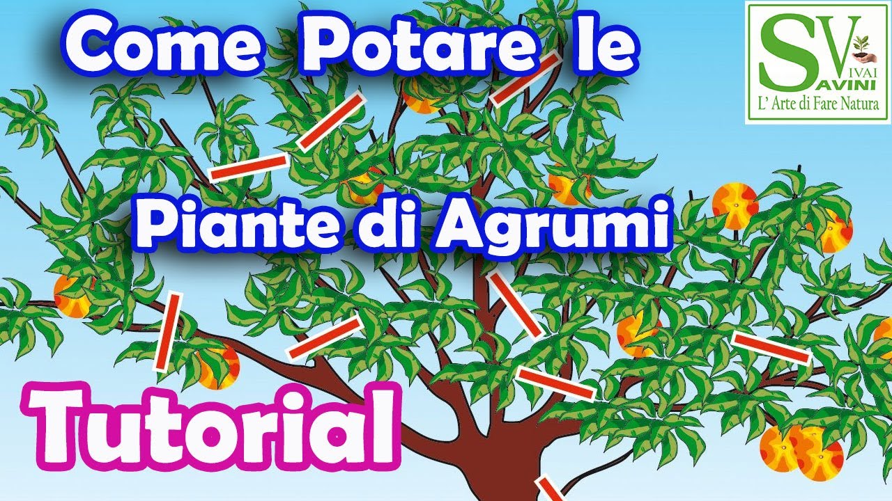 Come Potare Le Piante Agrumi Youtube