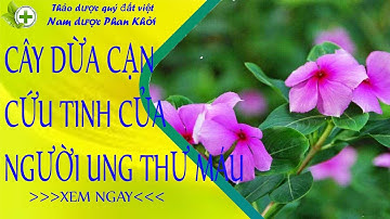Cây dừa cạn vị thuốc tốt nhất cho người bị ung thư máu