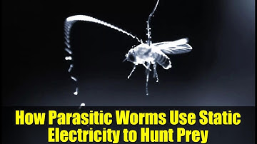 How Parasitic Worms Use Static Electricity to Hunt Prey