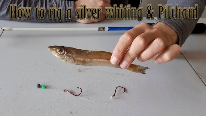 how to rig a half pilchard: GREAT BAIT! #beachfishing