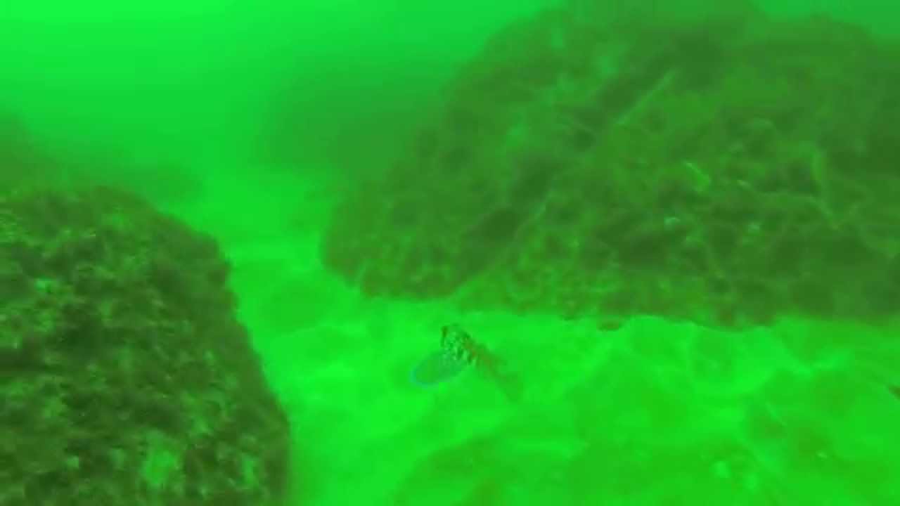 Grondin volant vus sur plongée Dakar site Eroumane le 6/4/2014