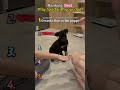 Play hand with your dog #Well behaved #love