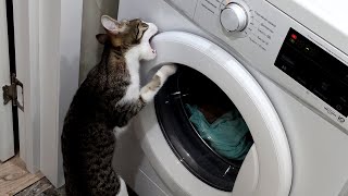 The Cat's first reaction to the Washing Machine