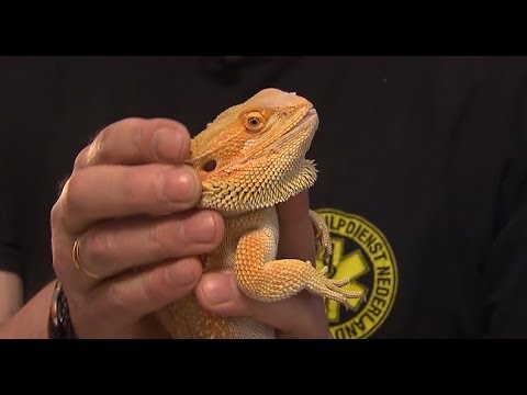 Video: Versteekte Gevare Verbonde Aan 'n Reptiel