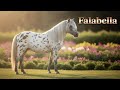 Falabella Horse Breed Info History Characteristics