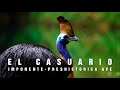 EL CASUARIO | Un prehistórico e imponente ave | Mini documental Tan natural