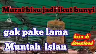 Tes Mental Murai batu ANTI STRES || SIMULASI AMPUH MURAI BATU ..!!!