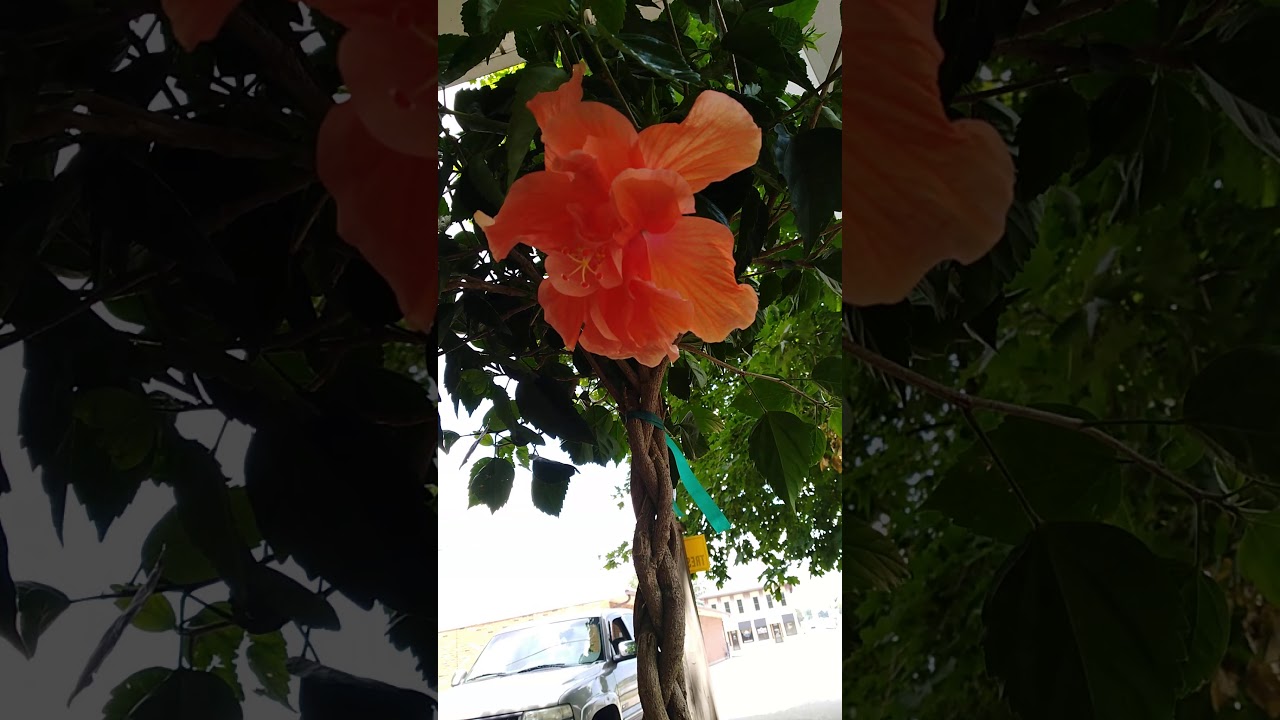 Braided Hibiscus Bloom YouTube