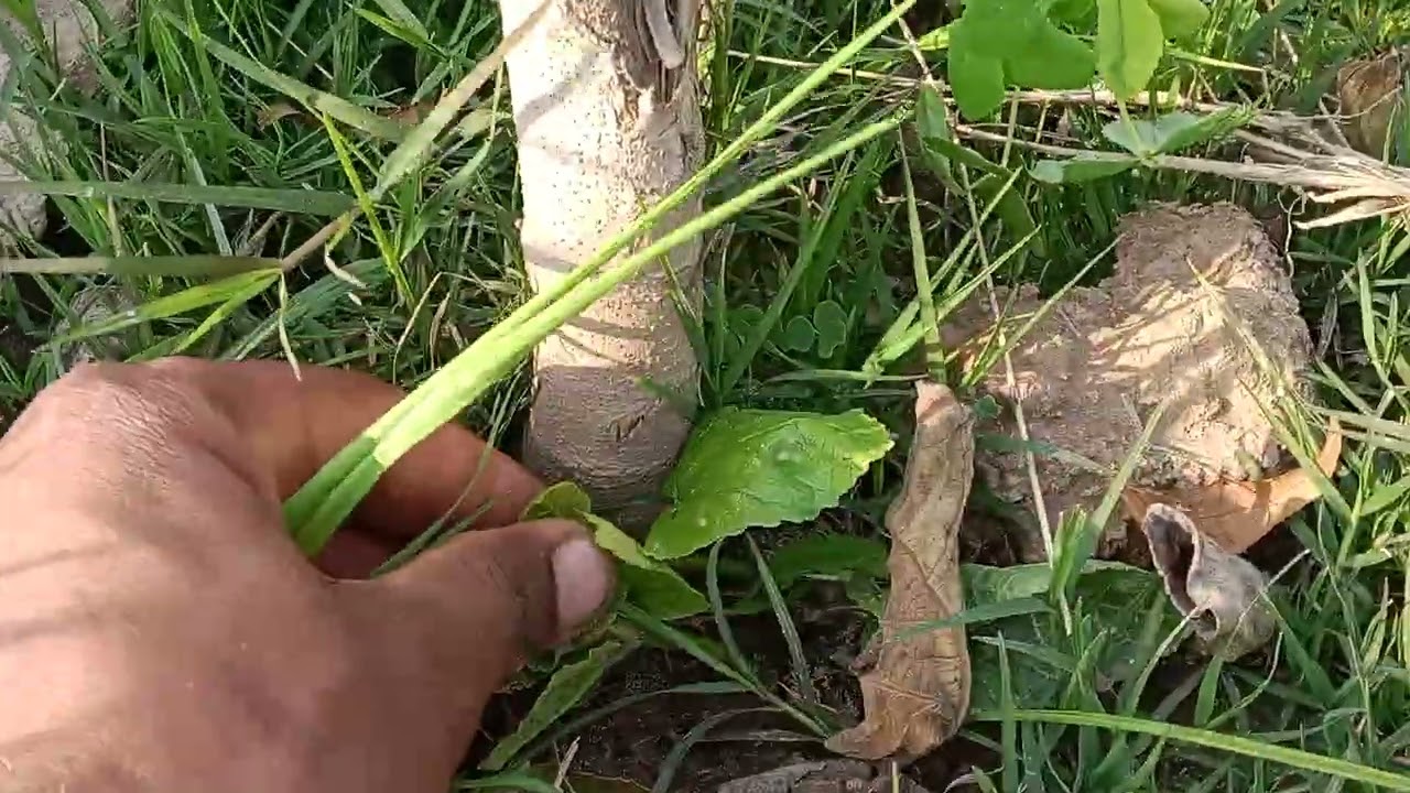 25 فروری، 2026