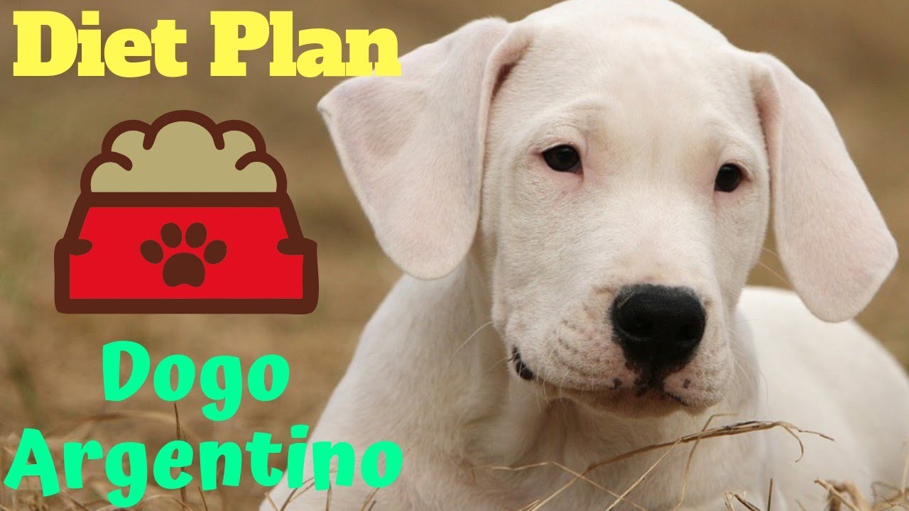 Dogo Argentino Food Chart