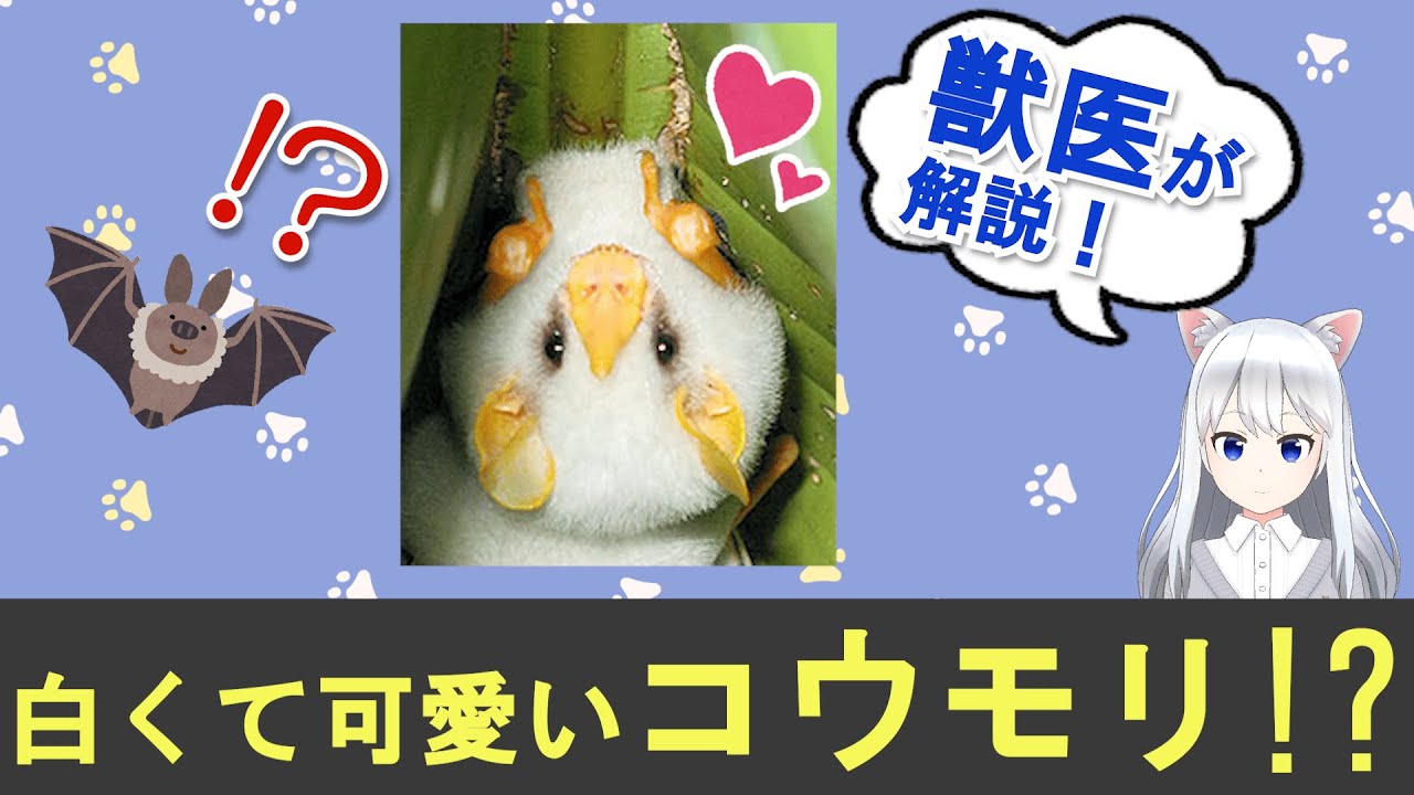 獣医Vtuberが解説】妖精みたいな可愛いコウモリ！？【シロヘラコウモリ