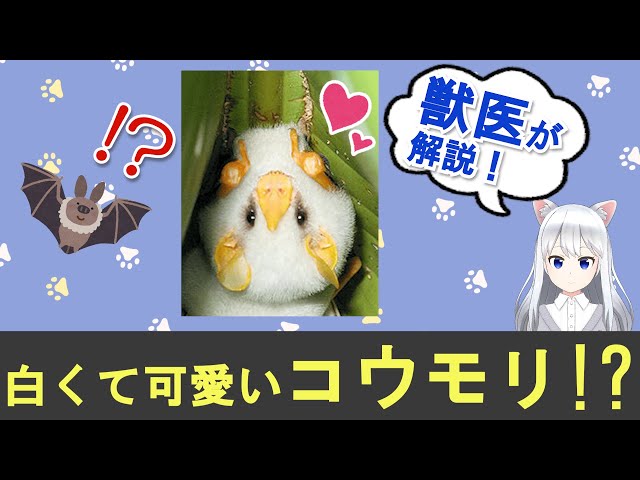 妖精猫さん（コウモリバージョン）